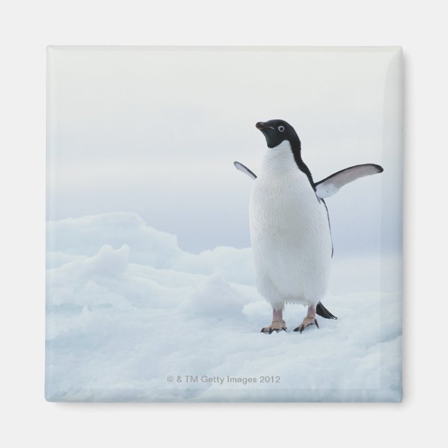 Adelie penguin, Antarctica Magnet (Framsidan)
