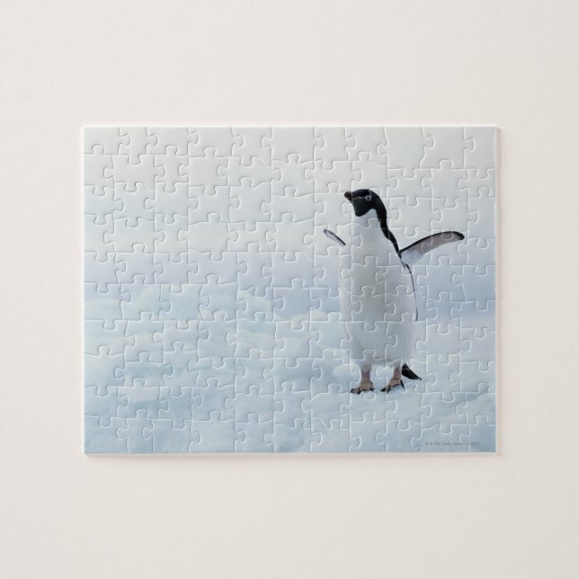 Adelie penguin, Antarctica Pussel (Horisontell)