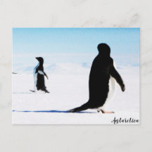 Adélie Penguin Dancer och Friend