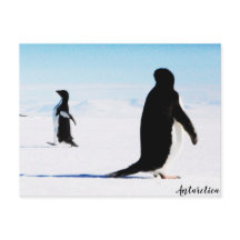 Adélie Penguin Dancer och Friend