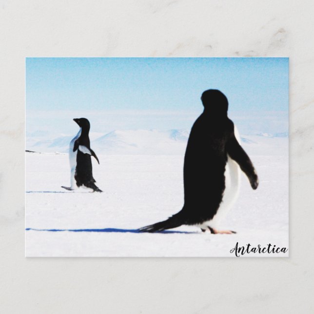 Adélie Penguin Dancer och Friend Vykort (Framsida)