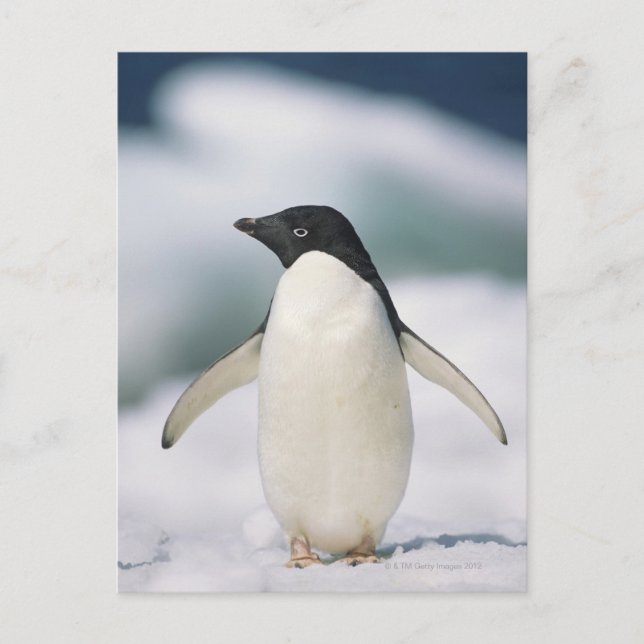 Adelie penguin, närliggande vykort (Framsida)