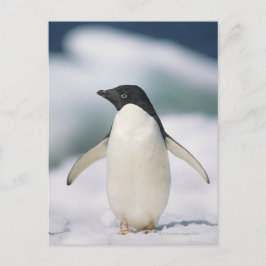 Adelie penguin, närliggande vykort