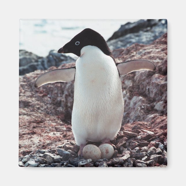 Adelie Penguin Nest Magnet (Framsidan)