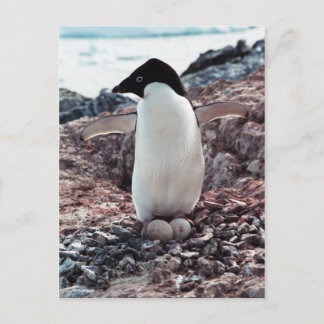 Adelie Penguin Nest-vykort Vykort