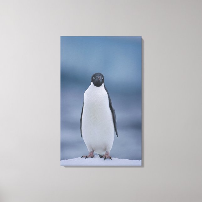Adelie Penguin på is Canvastryck (Framsida)