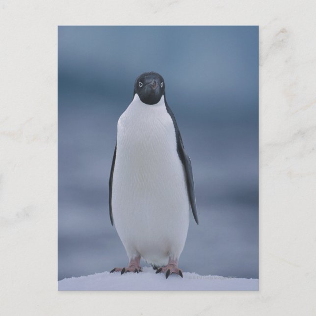 Adelie Penguin på is Vykort (Framsida)