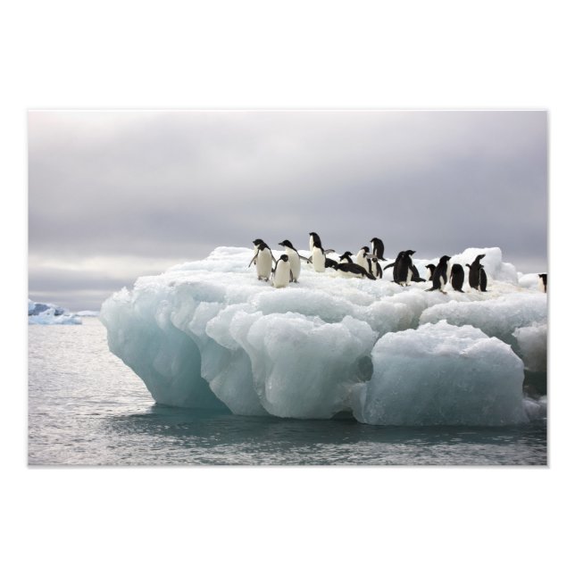 Adelie Penguin Pygoscelis adeliae), Fototryck (Framsidan)