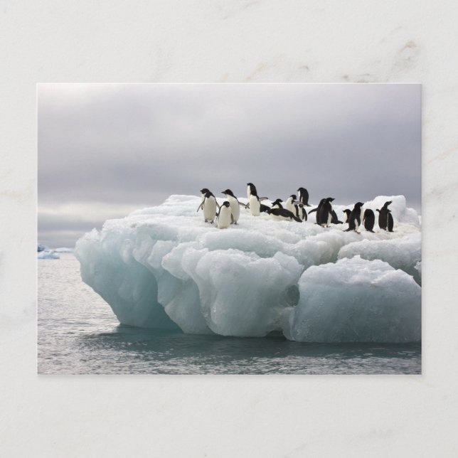 Adelie Penguin Pygoscelis adeliae), Vykort (Framsida)