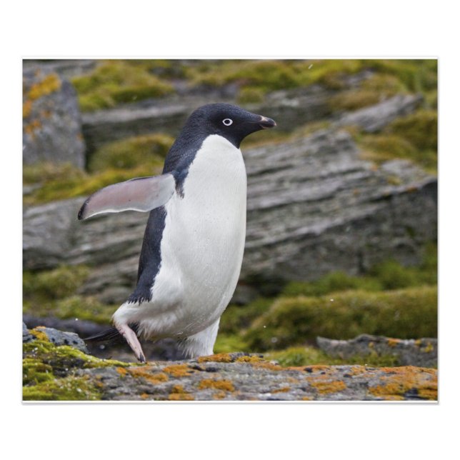 Adelie Penguin-utskrift Fototryck (Framsidan)