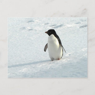 Adelie Penguin Vykort
