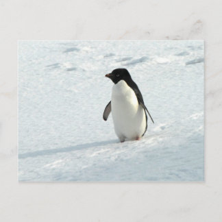 Adelie Penguin Vykort