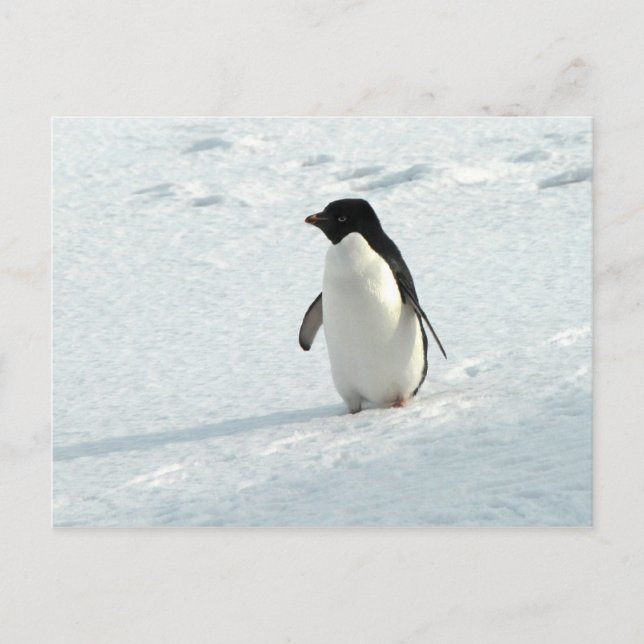 Adelie Penguin Vykort (Framsida)
