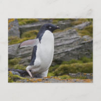 Adelie Penguin-vykort