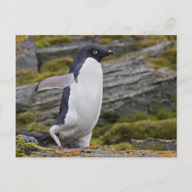 Adelie Penguin-vykort Vykort (Framsida)