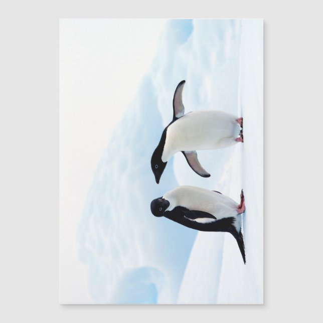 Adelie Penguins (Framsida)