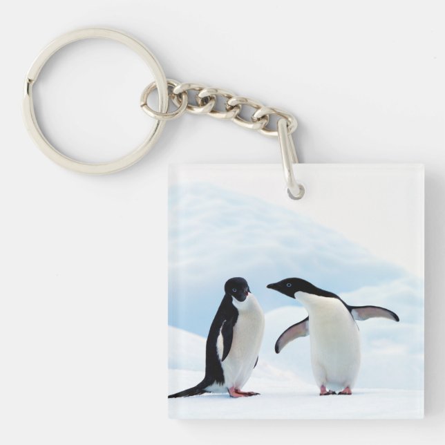 Adelie Penguins (Framsidan)
