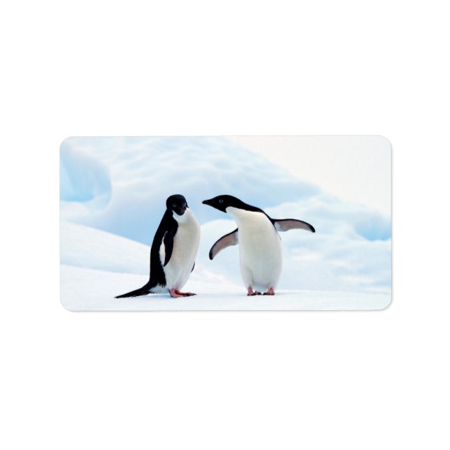 Adelie Penguins Adressetikett (Framsidan)