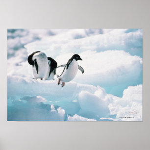 Adelie Penguins   Antarktis Poster