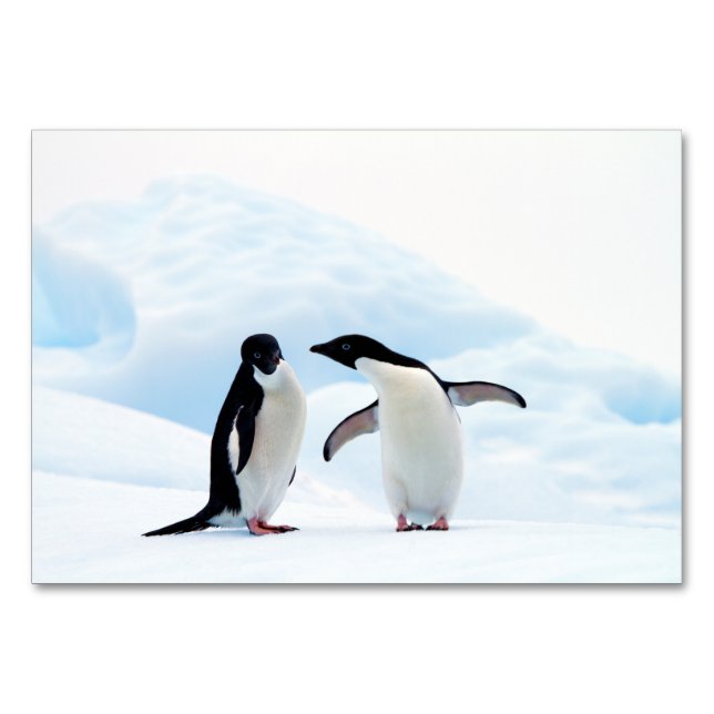 Adelie Penguins Bordsnummer (Baksidan)