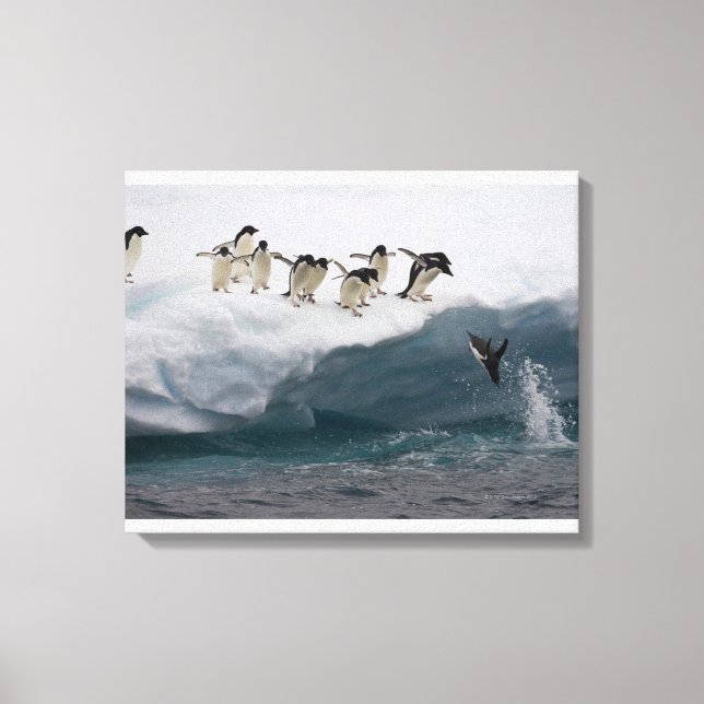 Adelie Penguins dykande i havet Paulette Canvastryck (Framsida)