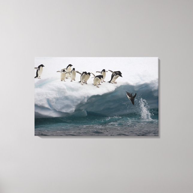 Adelie Penguins dykande i havet Paulette Canvastryck (Framsida)