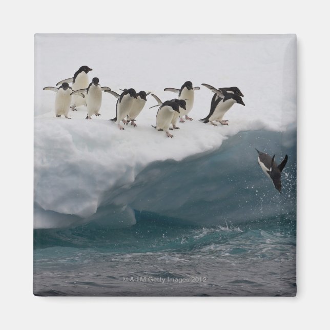 Adelie Penguins dykande i havet Paulette Magnet (Framsidan)