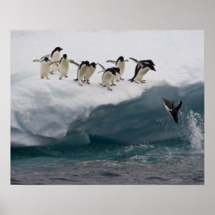 Adelie Penguins dykande i havet Paulette Poster