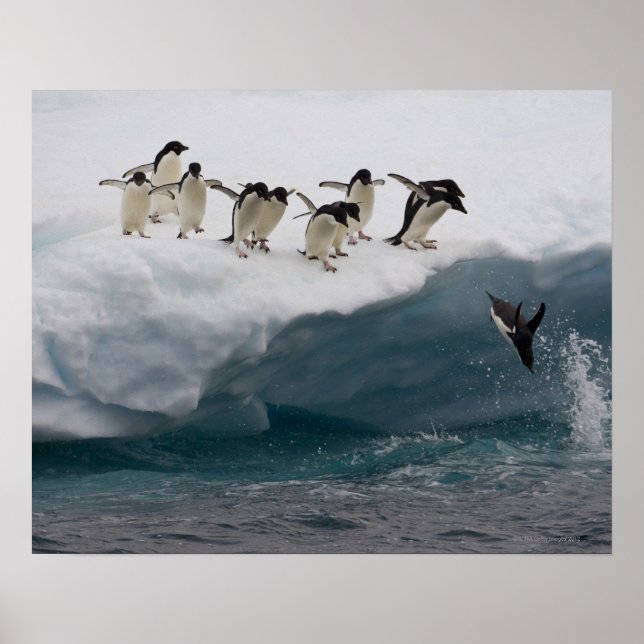 Adelie Penguins dykande i havet Paulette Poster (Framsidan)