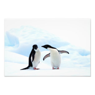 Adelie Penguins Fototryck