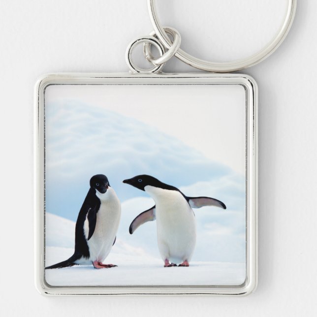 Adelie Penguins Fyrkantig Silverfärgad Nyckelring (Framsidan)