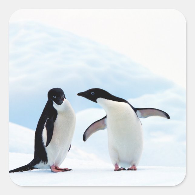 Adelie Penguins Fyrkantigt Klistermärke (Framsida)
