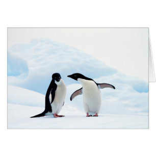 Adelie Penguins Hälsningskort