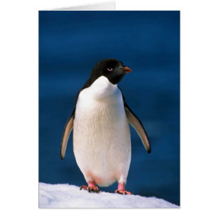 Adelie Penguins Hälsningskort
