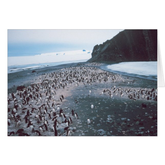 Adelie Penguins Hälsningskort (Framsidan Horizontal)