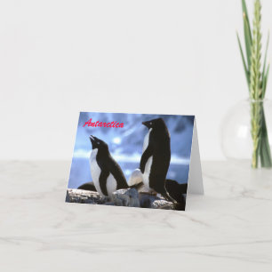 Adelie Penguins in Antarctica Hälsning Card Helgkort