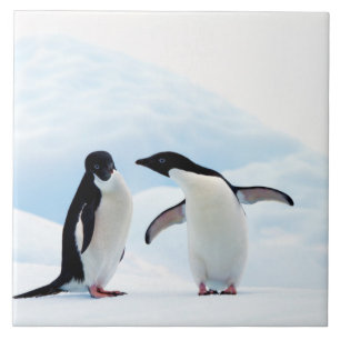 Adelie Penguins Kakelplatta