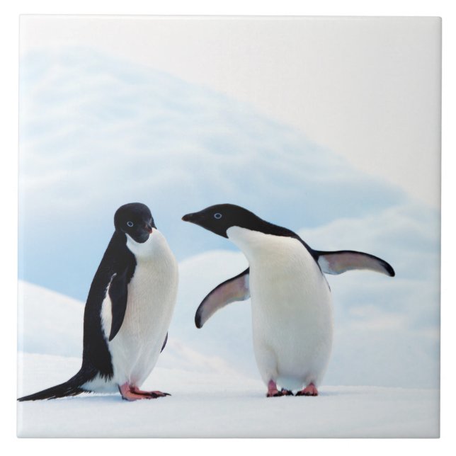 Adelie Penguins Kakelplatta (Framsidan)