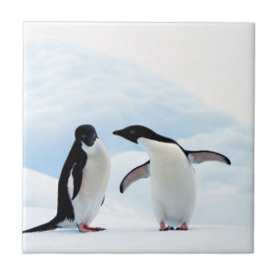 Adelie Penguins Kakelplatta