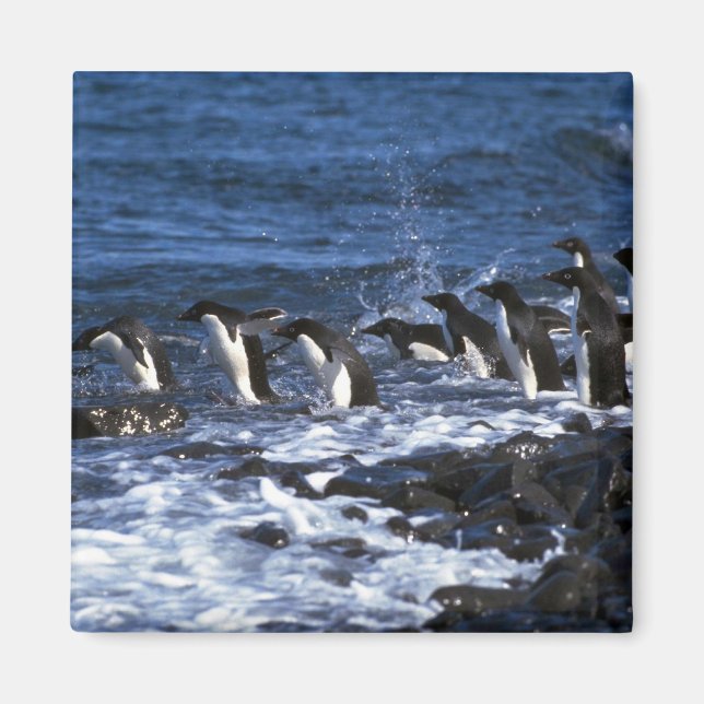 Adelie Penguins Magnet (Framsidan)