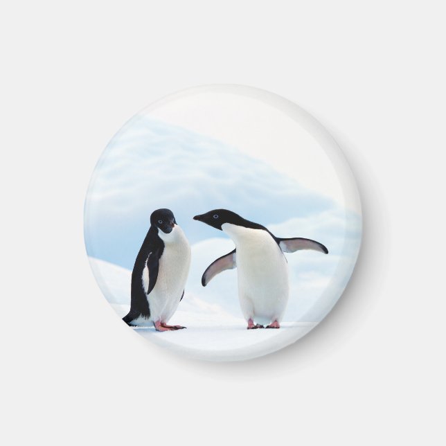 Adelie Penguins Magnet (Framsidan)