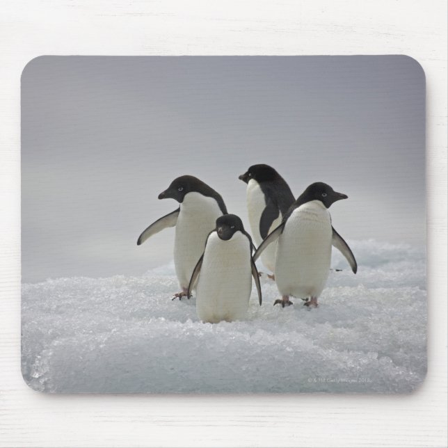 Adelie Penguins on Ice Flows Musmatta (Framsidan)