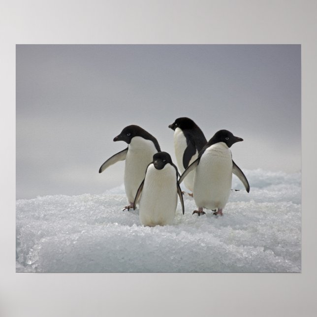 Adelie Penguins on Ice Flows Poster (Framsidan)