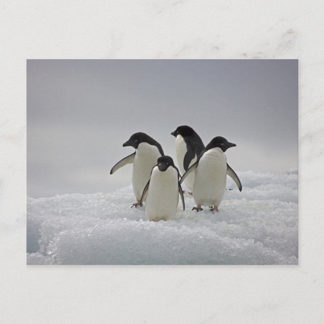 Adelie Penguins on Ice Flows Vykort (Framsida)