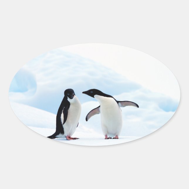 Adelie Penguins Ovalt Klistermärke (Framsida)