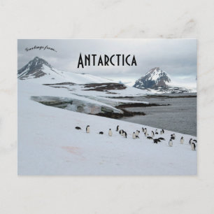 Adelie Penguins på Horseshoe Island Antarctica Vykort