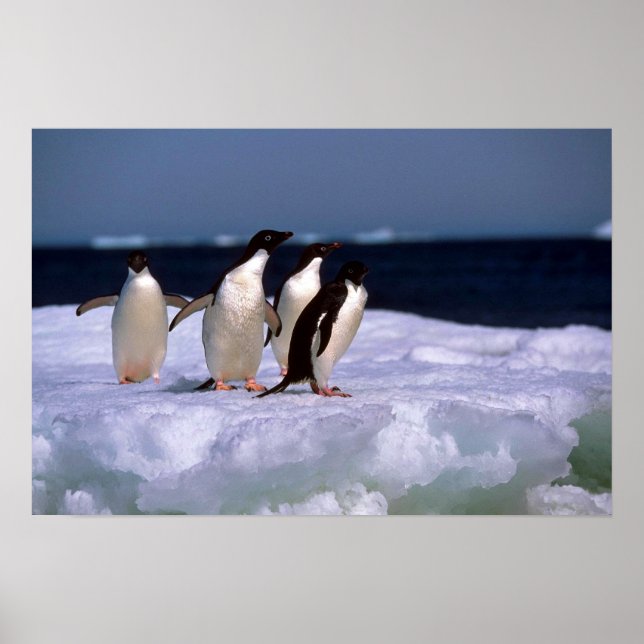 Adelie Penguins Poster (Framsidan)