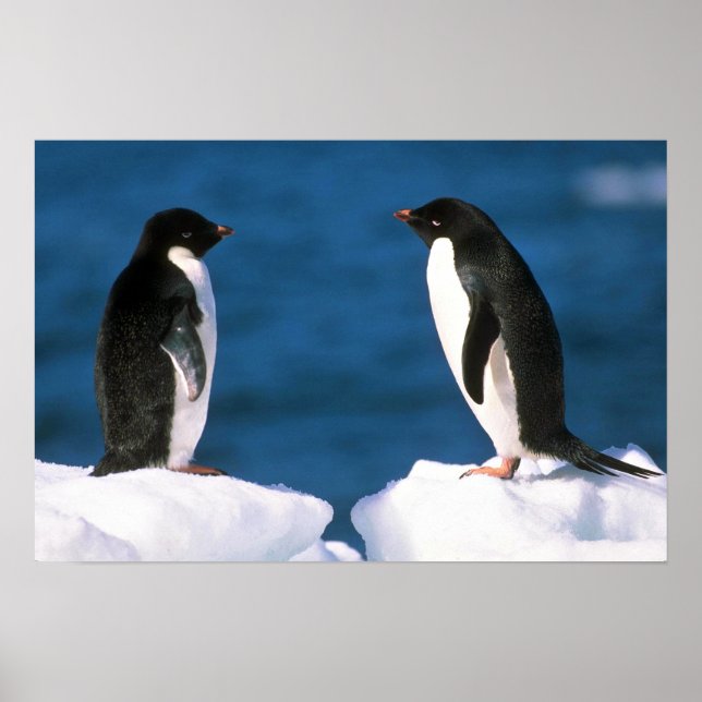 Adelie Penguins Poster (Framsidan)