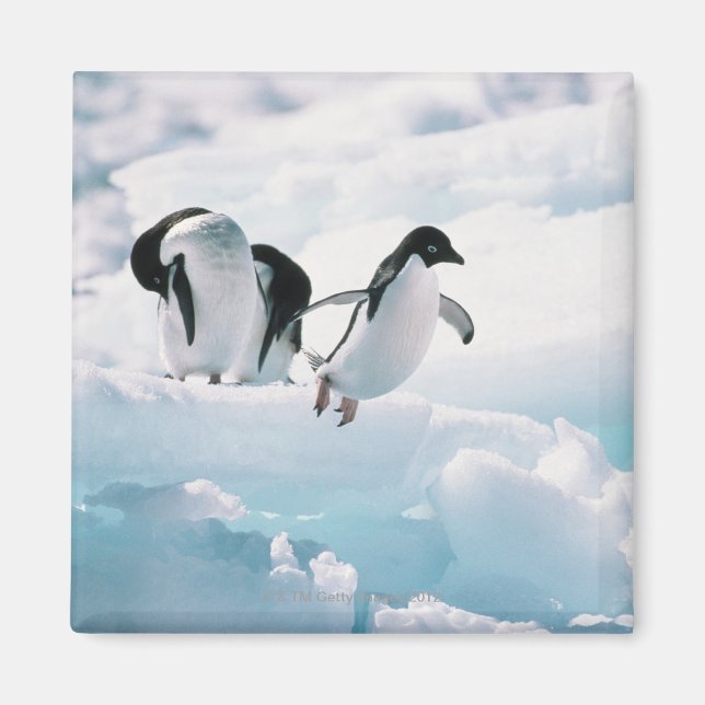 Adelie penguins (pygoscelis adeliae) Antarctica Magnet (Framsidan)