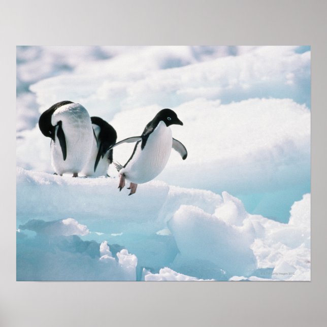 Adelie penguins (pygoscelis adeliae) Antarctica Poster (Framsidan)